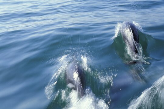 White-sided Dolphins ( Lagenorhynchus acutus ) near Swakopmund, Namibia