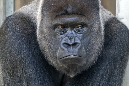 Plain gorilla ( Gorilla gorilla, gorilla) , silverback, animal portrait, Germany