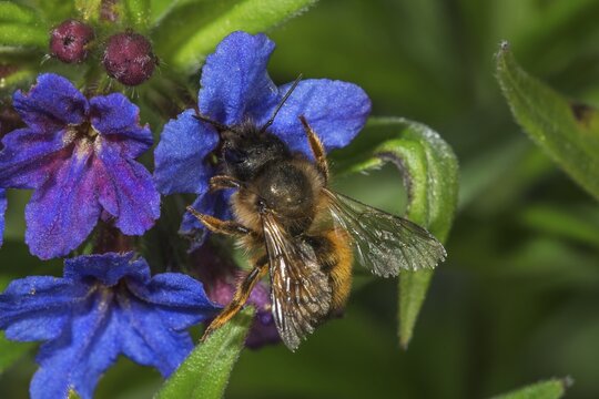 A rusty red mason bee (Osmia bicornis) on Purple Gromwell (Buglossoides purpurocaerulea) surrounded by green foliage, Baden-W&uuml;rttemberg, Germany
