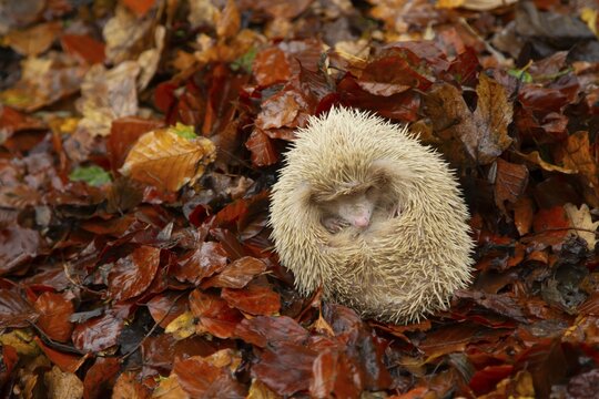European hedgehog (Erinaceus europaeus) adult albino animal sleeping in fallen autumn leaves, Suffolk, England, United Kingdom
