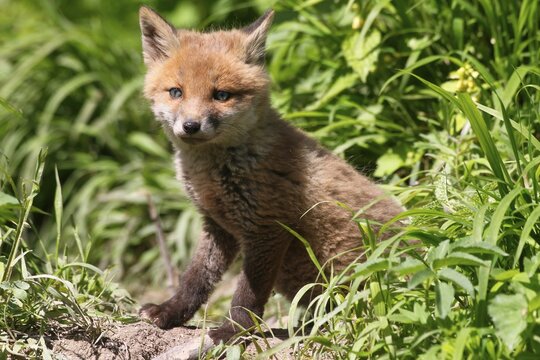 Young fox (Vulpes vulpes), pup, six weeks, in front of the den, Allg&auml;u, Bavaria, Germany