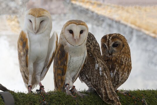 Two barn owls and two tawny owls sitting side by side on a grassy ground in daylight, captivity, Arcos de la Frontera, Cadiz province, Cadiz, Andalusia, Spain
