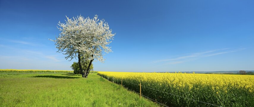 Field landscape with blossoming cherry tree, meadow and rape field under a blue sky, Burgenlandkreis, Saxony-Anhalt, Germany