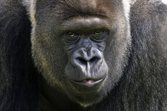 Western lowland gorilla (Gorilla gorilla), silverback, animal portrait, Germany