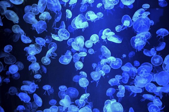 Box jellyfish (Aurelia aurita) in a tank of the Bang Saen Aquarium, Chonburi Province, Thailand