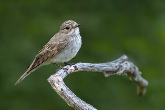 Grey flycatcher (Muscicapa striata), sitting on a branch, Limbach, Burgenland, Austria