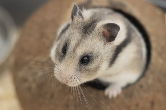 Hamster (Cricetinae spp.) pet animal head portrait, England, United Kingdom