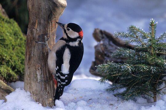 Great Spotted Woodpeckers (Dendrocopus major) in winter