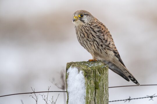 Common kestrel (Falco tinnunculus) sitting on a willow post, Lembruch, Lower Saxony, Germany
