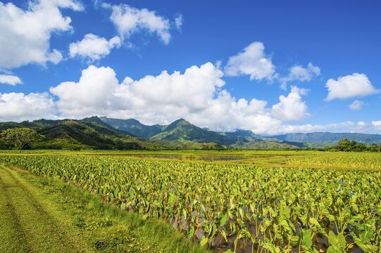 Taro fields near Hanalei on the island of Kauai, Hawaii, USA
