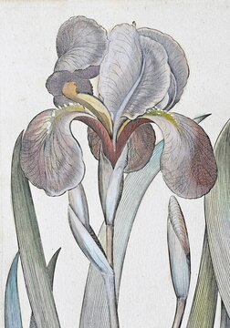 Irises (Iris) latifolia irises maior, hand-coloured copperplate engraving by Basilius Besler, from Hortus Eystettensis, 1613