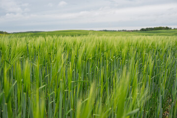 Obraz premium Lush green barley field waving in the wind under an overcast sky.