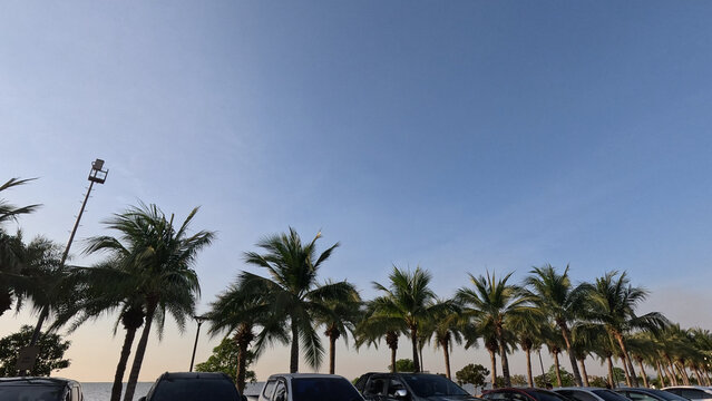 Row of Coconut Palm Trees Along Krating Lai Beach in Pattaya