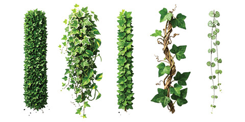 Set of green ivy vines and climbing plant elements for garden design © md