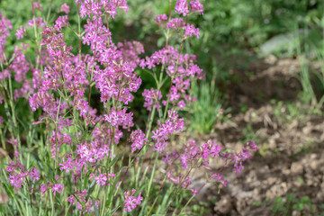 Obraz premium Sticky catchfly (Silene vulgaris) in bloom. Space for your text.