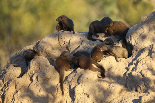 S&uuml;dliche Zwergmanguste auf Termitenh&uuml;gel / Dwarf mongoose at Termit's nest / Helogale parvula
