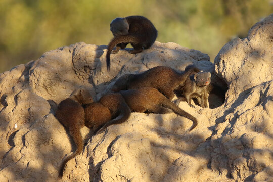 S&uuml;dliche Zwergmanguste auf Termitenh&uuml;gel / Dwarf mongoose at Termit's nest / Helogale parvula