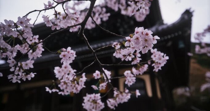 Low, slow movement under hanging cherry blossom tree branch near Japanese structure during spring
