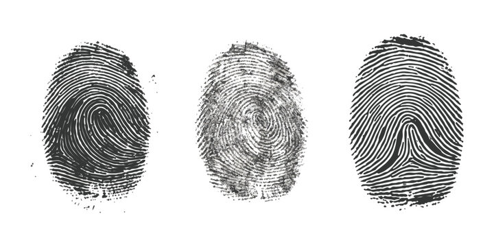 Three black human fingerprint patterns for biometric security and identity verification