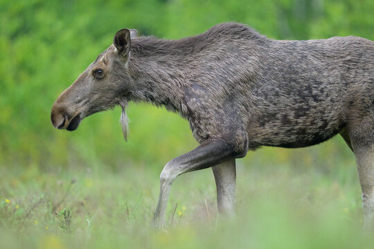 Moose in the spring forest scenery