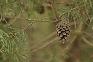 Fototapeta premium Detailed view of a pine cone hanging from a branch in a natural forest setting during autumn