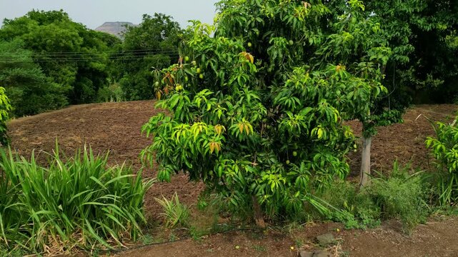Low Aerial Orbit Around Alphonso Mango Tree Close-Up Reveal