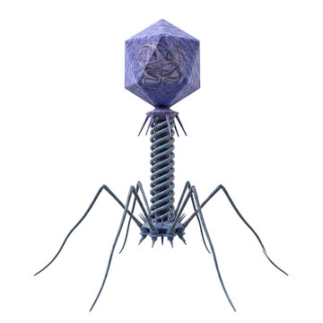 Bacteriophage T2 Virus Isolated