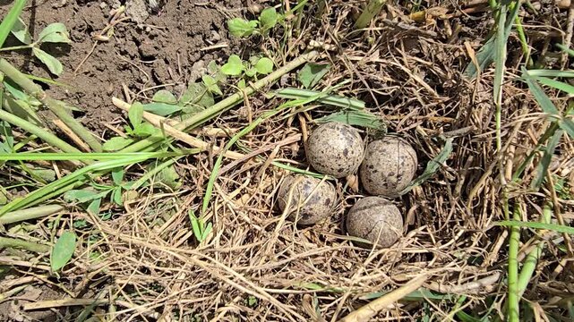 Wild Button Quail nest with four speckled eggs on the ground, natural avian habitat in dry grass, close up of bird eggs in a hidden meadow nest