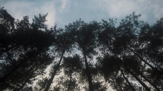 Tall pine trees silhouette against a cloudy blue sky in a mountain forest on Java Island, Indonesia, offering a tranquil natural landscape for outdoor recreation and environmental views