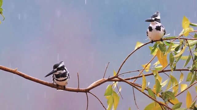 Cinematic close up of two beautiful wild Pied Kingfisher birds perched together on a tree branch with leaves under falling rain against a soft nature background.