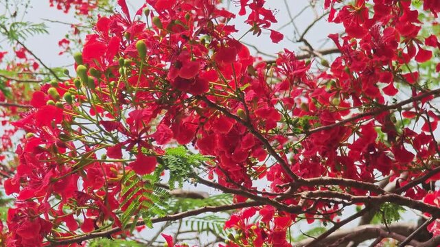 Red flamboyant flame tree flowers blowing in strong wind.