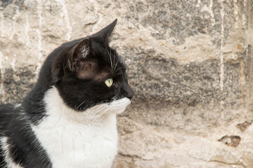 Close up profile portrait of black and white domestic cat against textured stone wall with copy space. © varbenov
