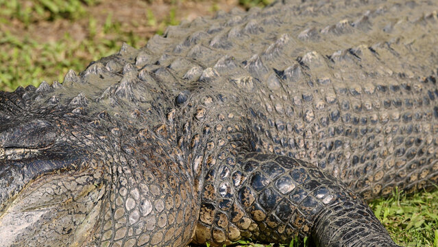 Close-up of an American Alligator Resting on Grass with Eyes Closed