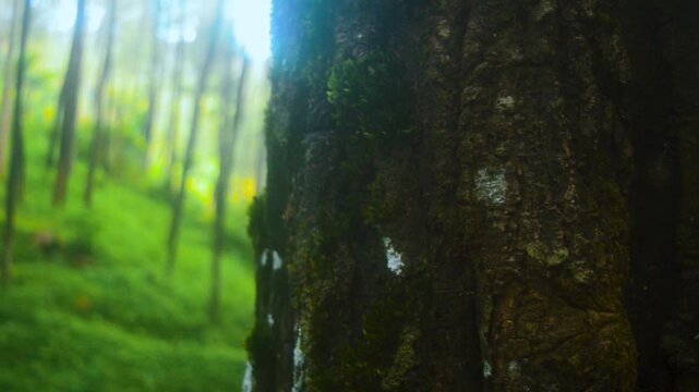 Dense pine forest in the mountains of Java island with sunbeams filtering through the trees offering a tranquil natural setting for outdoor adventures and ecological studies