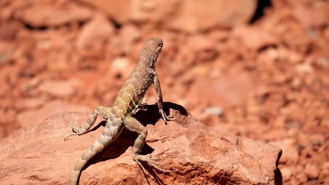 A Common Chuckwalla Lizard Perched On A Red Desert Rock