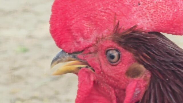 Vibrant red rooster head close up, detailed profile of a male chicken with large comb and wattle, farm animal portrait in natural daylight