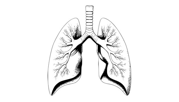 Detailed Human Lungs Black and White Vector