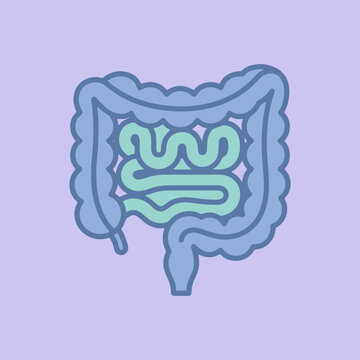 A simple illustration of the human digestive system anatomy icon