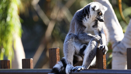 Ring-Tailed Lemur Sitting on a Wooden Fence at Melbourne Zoo © blueringmedia