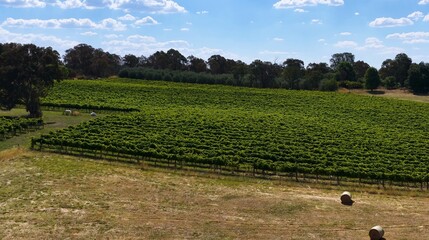 Fototapeta premium Aerial View of Lush Green Vineyard and Hay Bales in Canberra