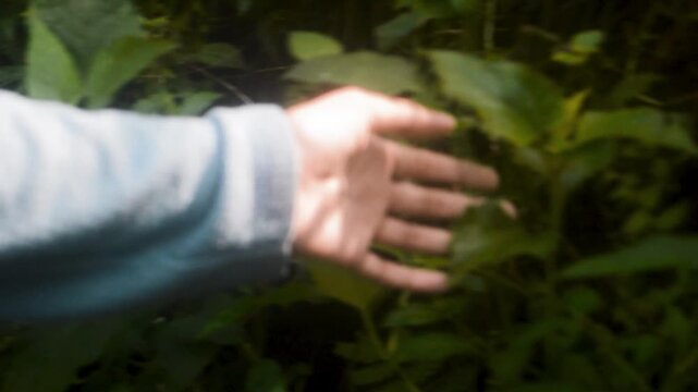 A hand reaches towards vibrant green foliage deep within the lush forests of Java, implying exploration and connection with the island&rsquo;s natural environment