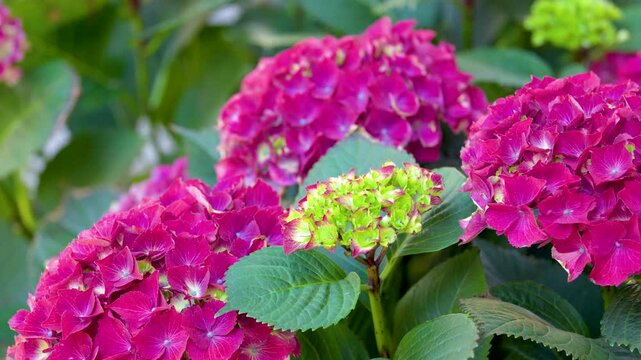 Vibrant Magenta Hydrangea Macrophylla Blossoms in a Lush Botanical Garden
