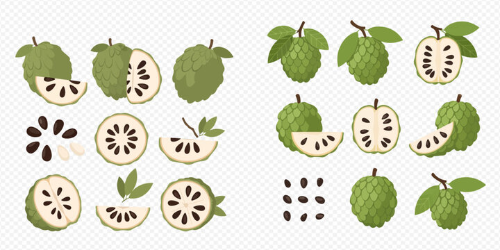 Set of fresh custard apple illustrations, whole and sliced, with seeds and leaves, on a transparent background.
