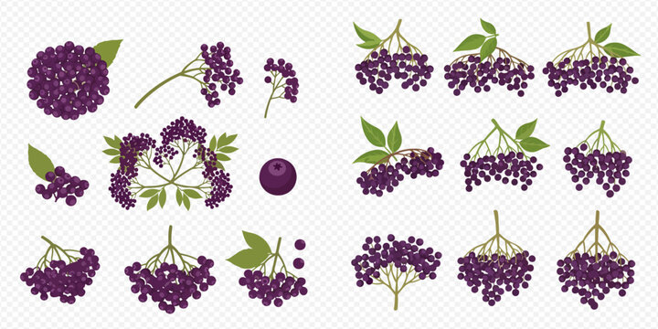 Set of fresh elderberry clusters and individual berries, healthy fruit vector illustration.