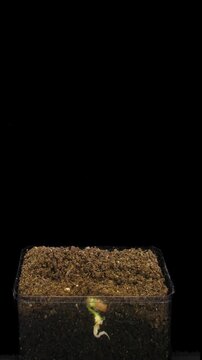Time lapse of growing beans vegetables isolated on black background, vertical orientation