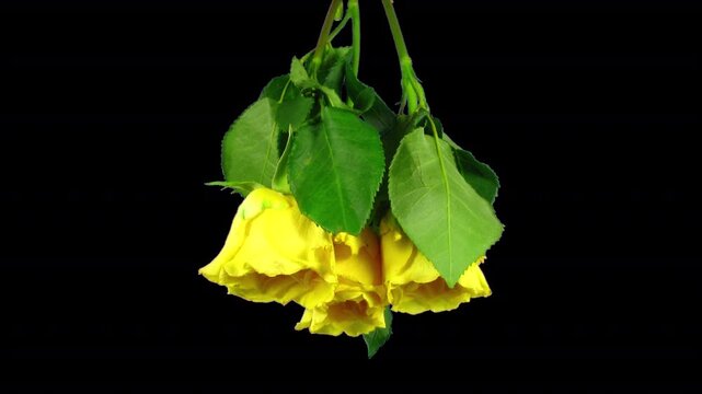 Time lapse of drying yellow roses for winter bouquet with ALPHA transparency channel isolated on black background