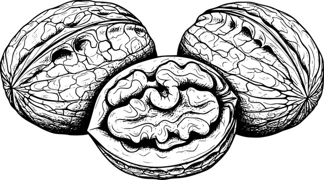 Detailed black and white line of walnuts, halved, revealing intricate kernel food
