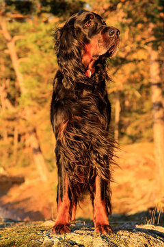 Elegant Gordon Setter dog standing on a rock, captured in warm evening sun with a beautiful autumn forest background.