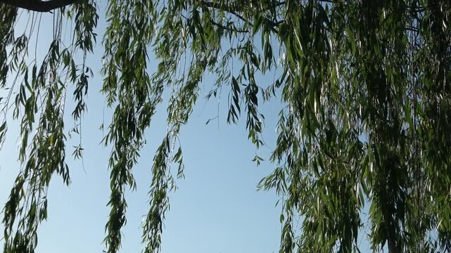 青空に揺れる柳の木