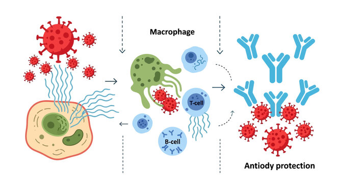 Medical infographic showing immune response against viral infection with macrophage and antibodies.